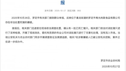 广东一肉联公司门口堆满死猪，官方通报：7人被公安控制，涉嫌非法处置死猪