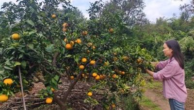 “退出600余微信群” 裸辞回乡创业一年 她收获了啥？