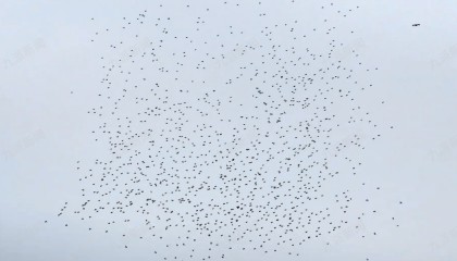 蔡国强烟花秀无人机受干扰坠海，演出公司称准备两千架，村委会：无人机有定位，会找回