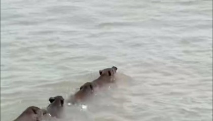 南京六头野猪组队渡长江，网友：天蓬元帅天上管水军的