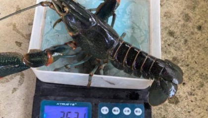 云南耿马稻田养出澳洲龙虾 消费市场迎新机遇
