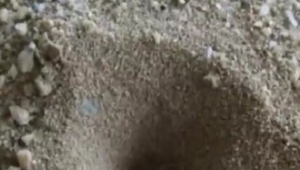 农村以前很常见的几种动物，现在都很难看到了，你认识吗？