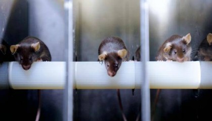 神二十一有4只“小鼠航天员”！选拔Vlog公开→