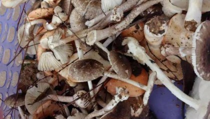 湖南一家6口误食毒蘑菇，5岁男童不幸去世