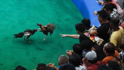 菲律宾15名警察涉嫌杀害超34名斗鸡作弊者