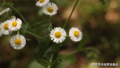 哪三生肖运气最好？在贵人的帮助下，他们会赚很多钱，并且无法阻止他们的幸福