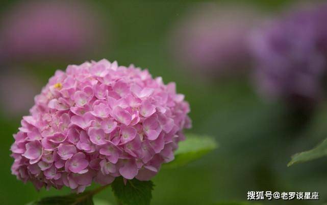 哪三生肖运气最好？在贵人的帮助下，他们会赚很多钱，并且无法阻止他们的幸福