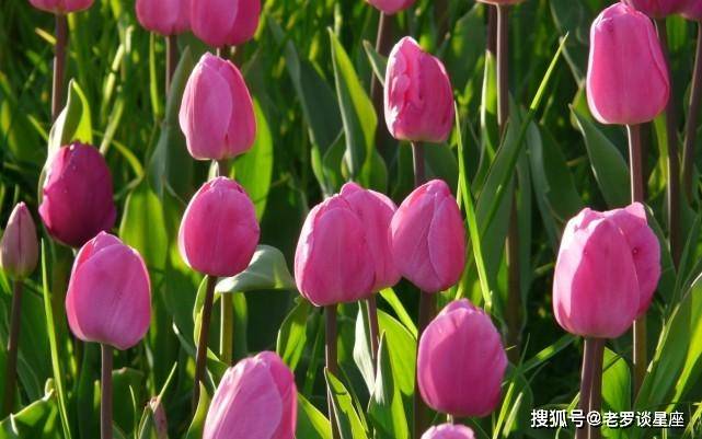 哪三生肖运气最好？在贵人的帮助下，他们会赚很多钱，并且无法阻止他们的幸福