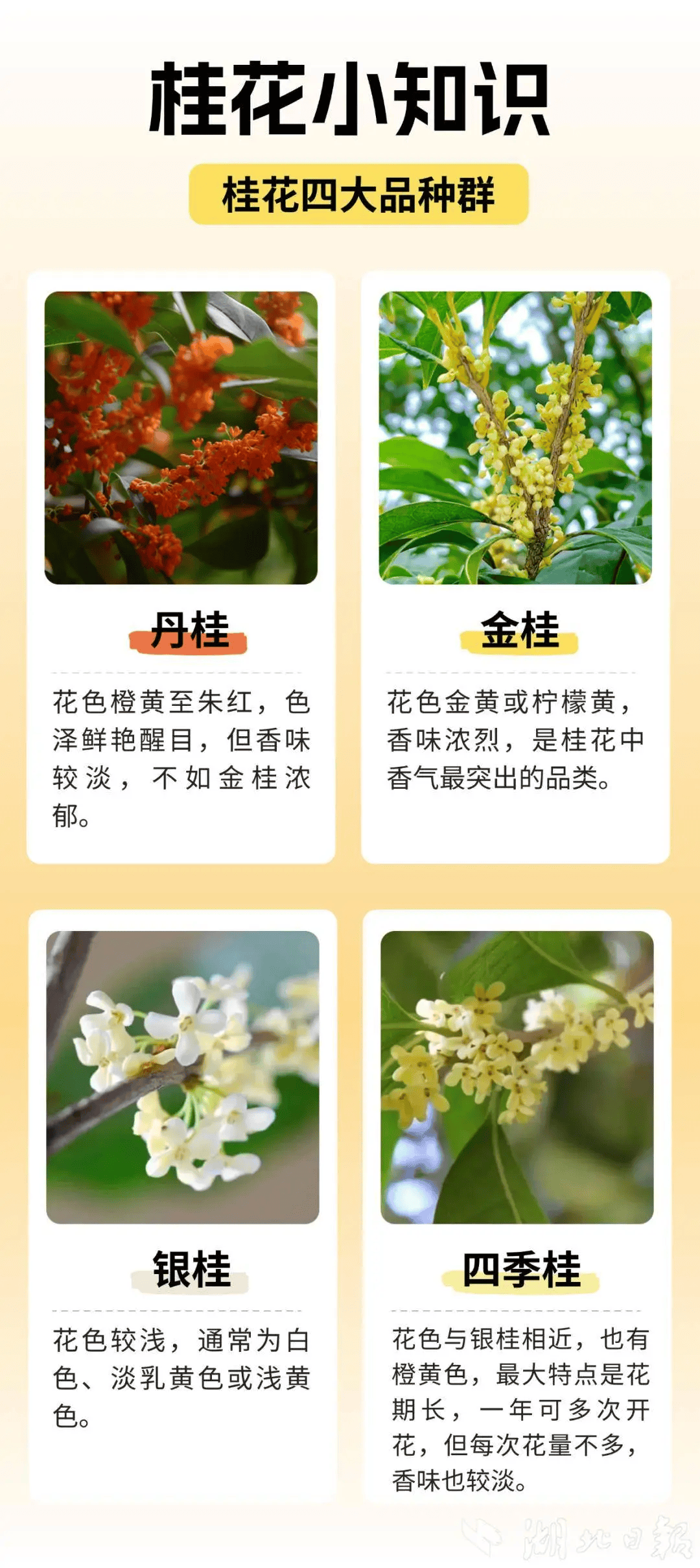 满城都是甜甜的！不要捡，不要吃！