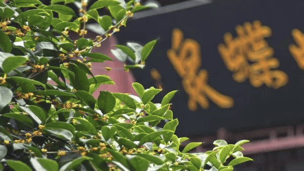 满城都是甜甜的！不要捡，不要吃！