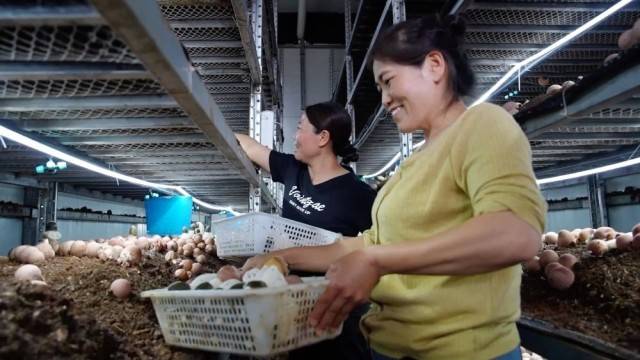 特色农业“金钥匙” 打开乡村振兴“富民门”