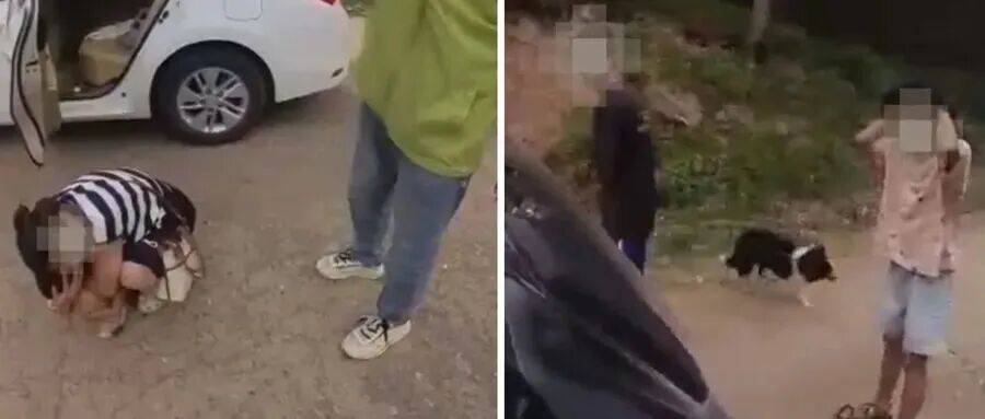 深圳一市民突遭马蜂围袭！已进入高发期，千万别招惹！