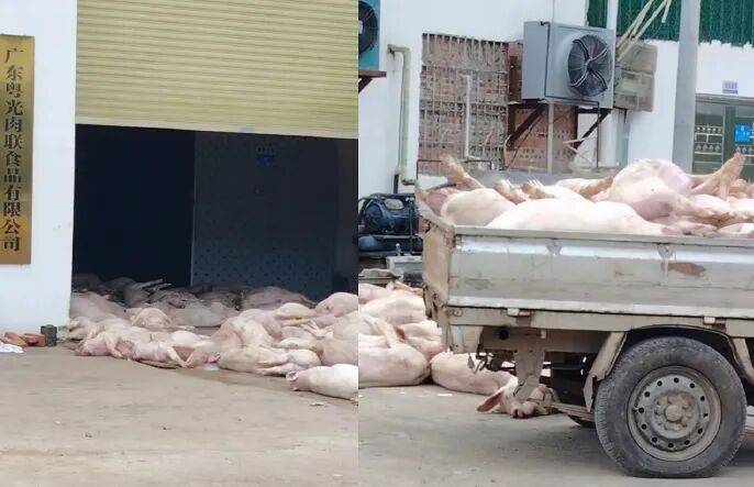 广东一肉联公司门口堆满死猪，官方通报：7人被公安控制，涉嫌非法处置死猪
