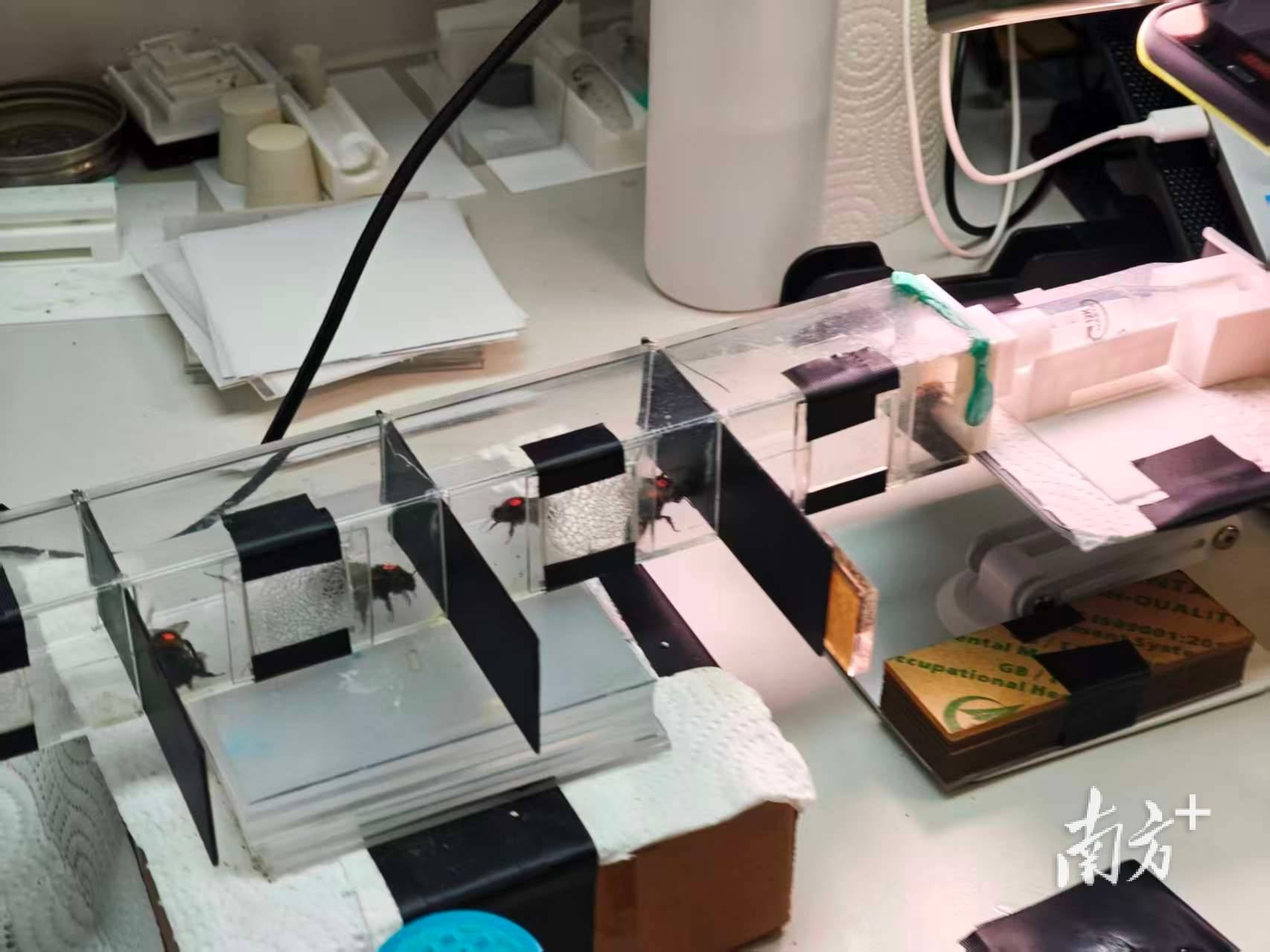 人类如何“读懂”大黄蜂的“感同身受”？