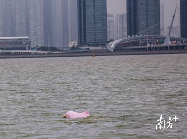 “喜洋洋”“乐融融”本尊现身！中华白海豚畅游港珠澳大桥为十五运会助阵