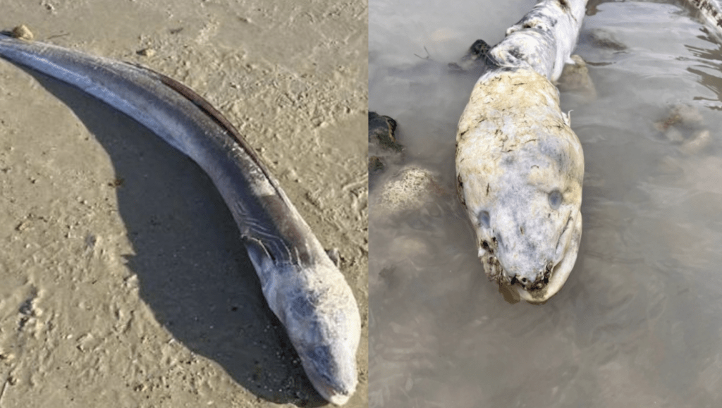 英国海边出现巨型“海怪”,当地居民:像外星生物