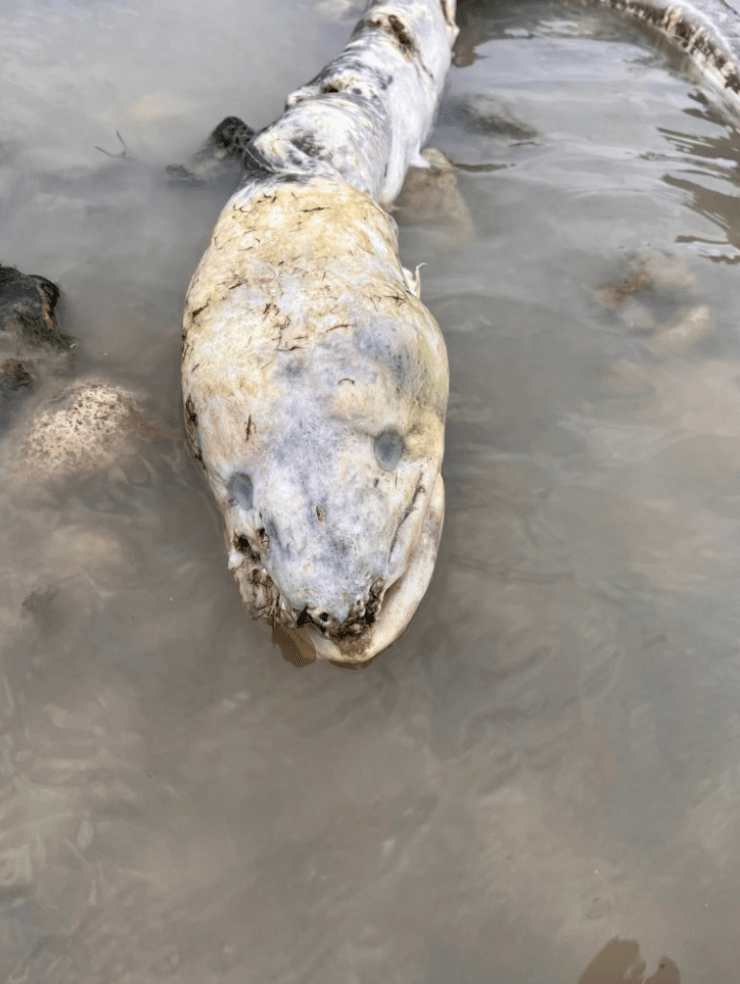 英国海边出现巨型“海怪”,当地居民:像外星生物