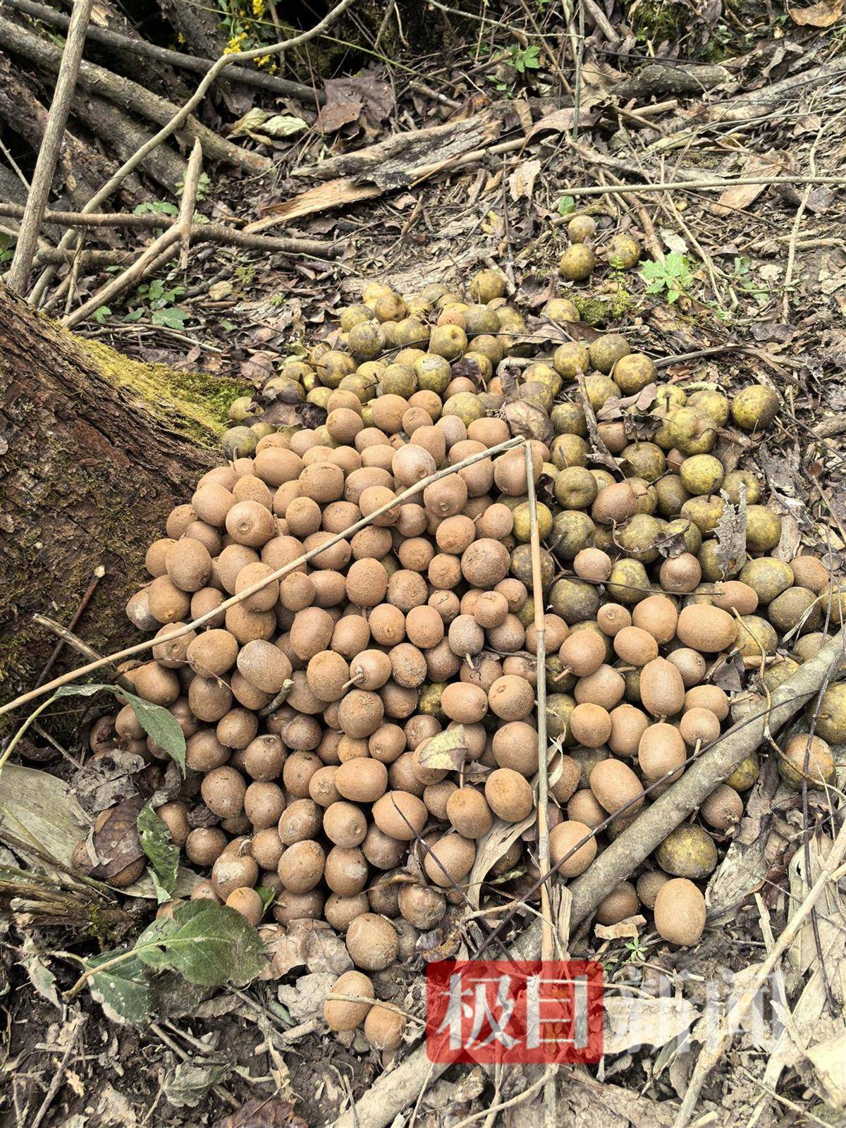 实探张家界荒野求生选手“苗王”的庇护所:堆着大量猕猴桃等野果,一个多月他只瘦了10多斤